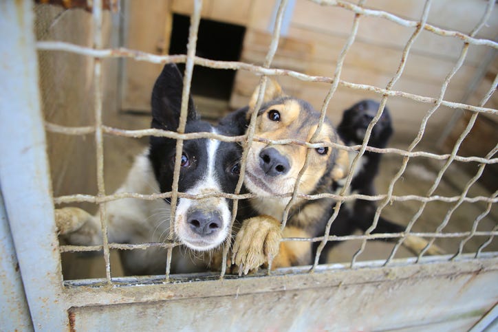 Two dogs look through a kennel gate. Their paws are up on the door, and they are sniffing at the camera. A third dog sits in the background.