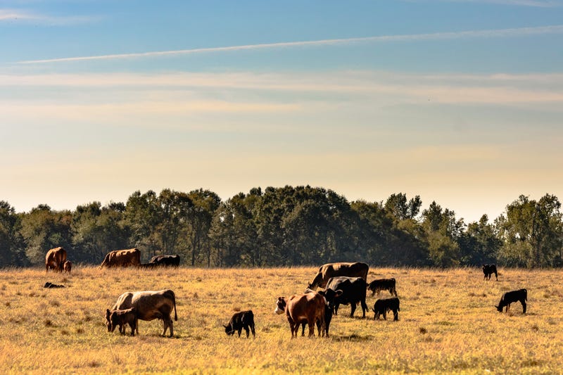 Drought conditions affecting ranchers in the Western U.S.