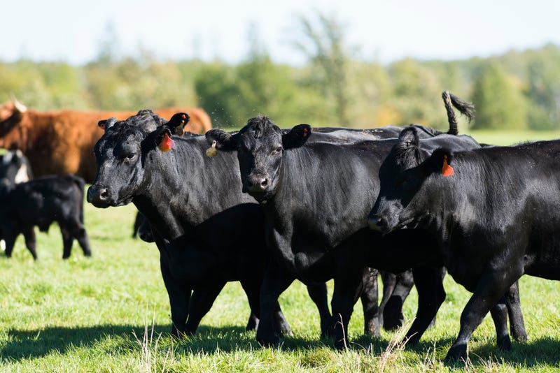 Minnesota Rep. Angie Craig (D) is taking aim at President Trump after the president mentioned using Argentina to bring down beef prices in the U.S.