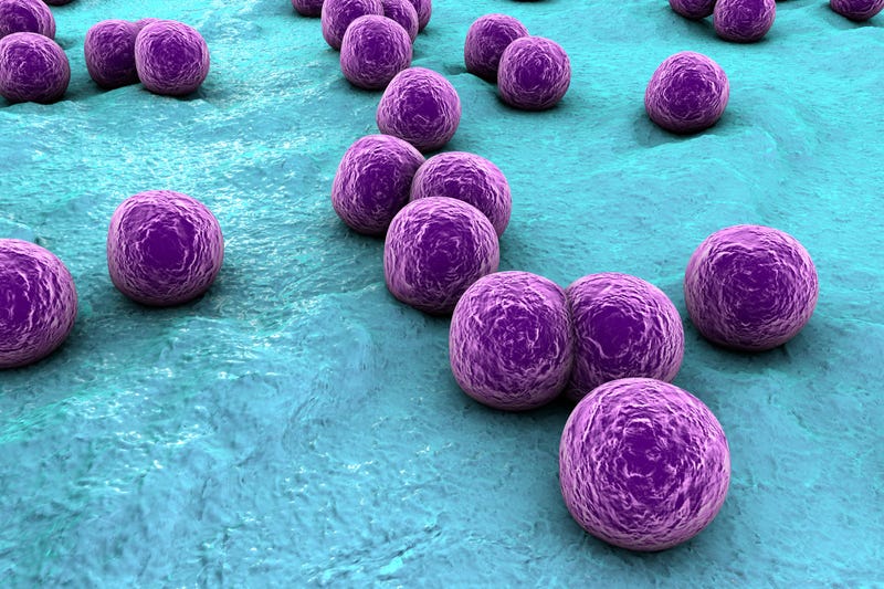 Staphylococcus aureus bacteria on the surface of the skin.