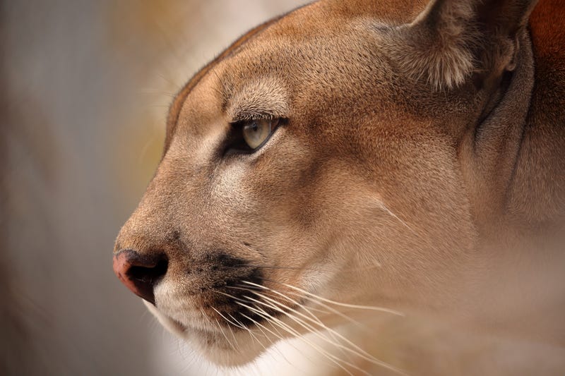 mountain lion
