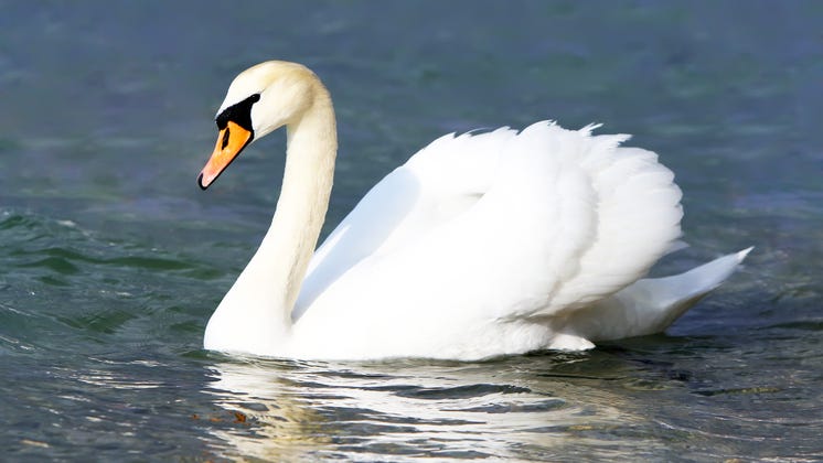 Residents protest killing of swans reportedly attacking people on Livingston County lake