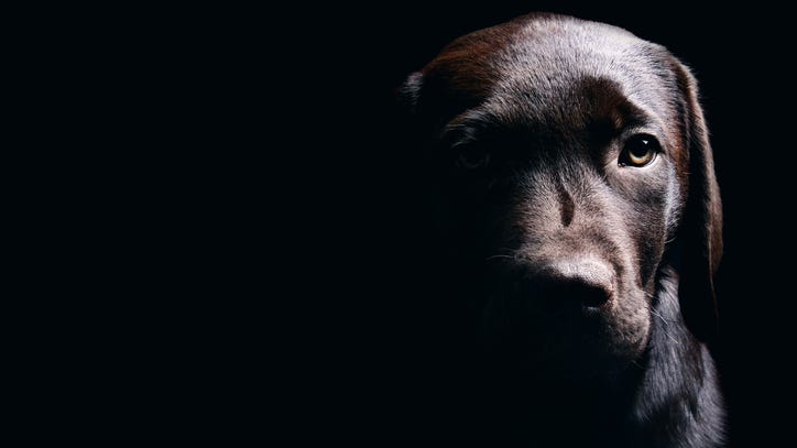 Six face indictments for animal cruelty