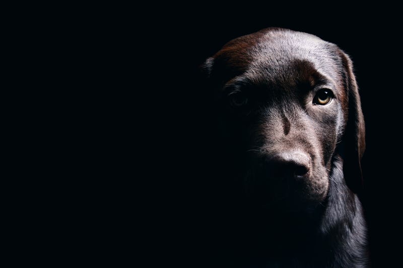 Dog in shadow.