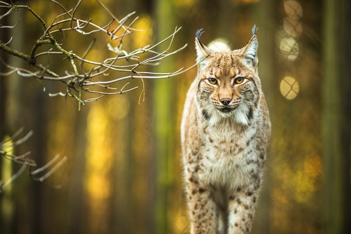 Bobcat
