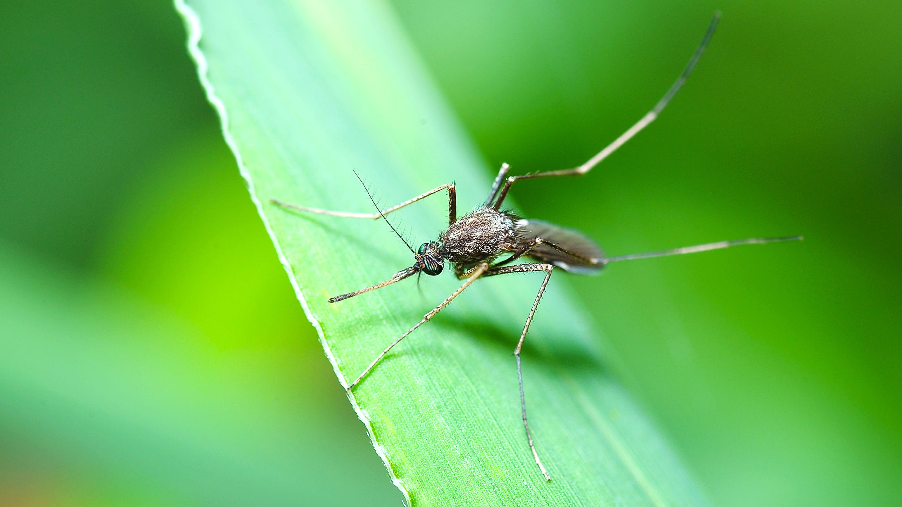 After a warmer-than-usual winter in Michigan, can we expected bigger insect populations this summer?