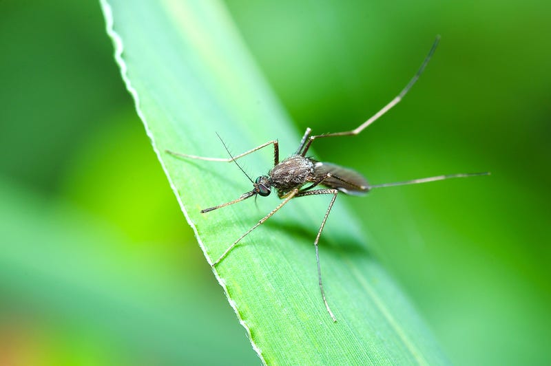Mosquito on green leaf