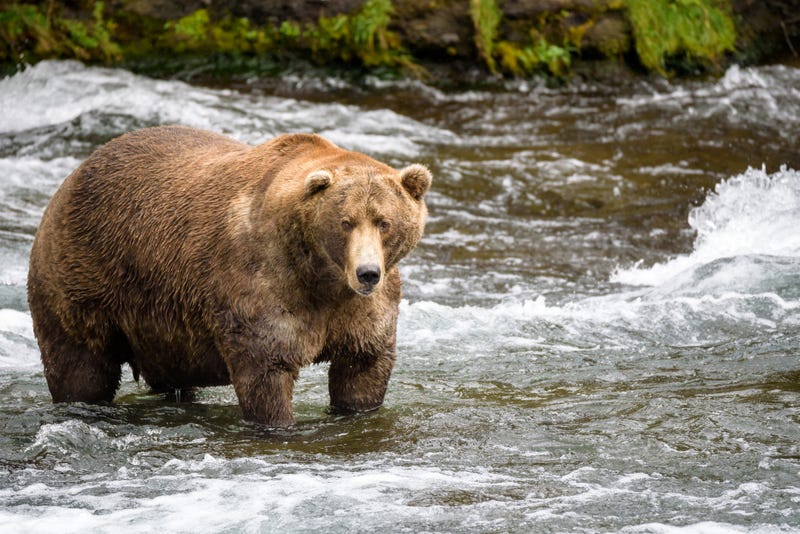 Alaska brown bear fishing.