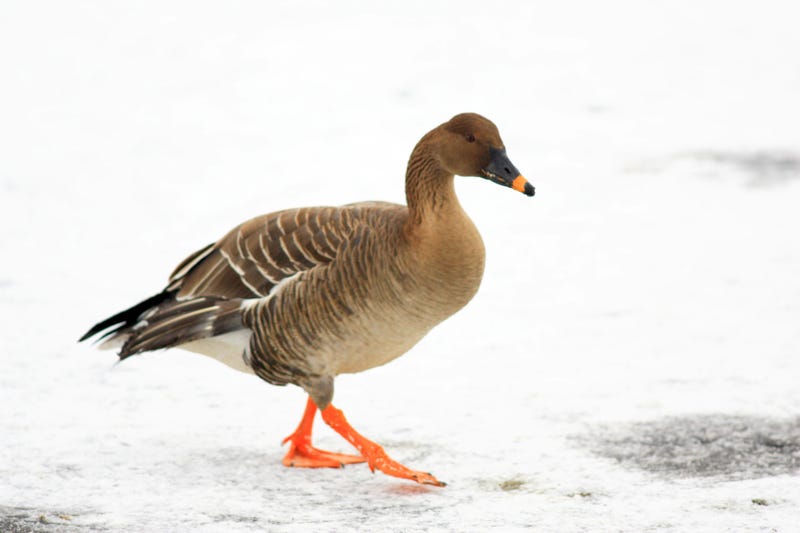 Goose