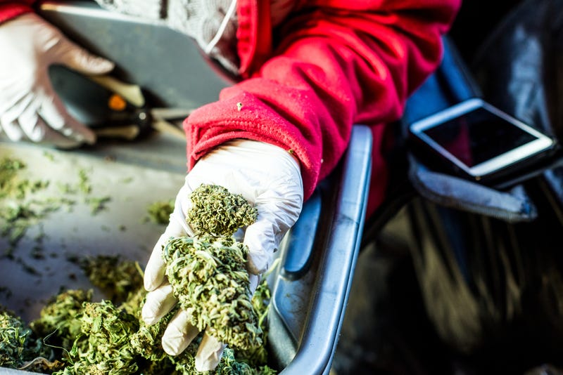 Farmer working at a cannabis farm.