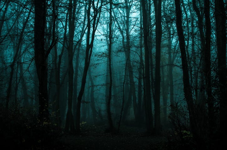 Woods at night.