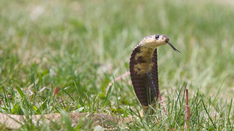 Highly venomous West African Banded Forest Cobra escapes from enclosure in Grand Prairie
