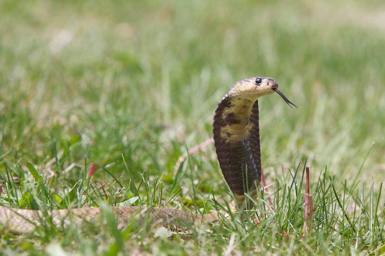 Cobra lying in grass