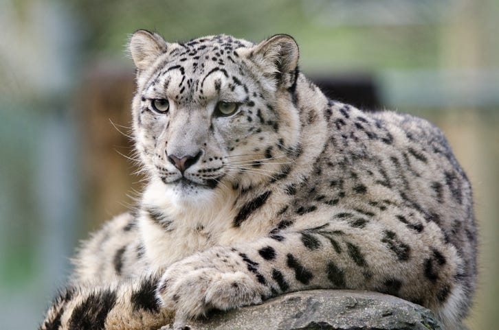Snow leopard.