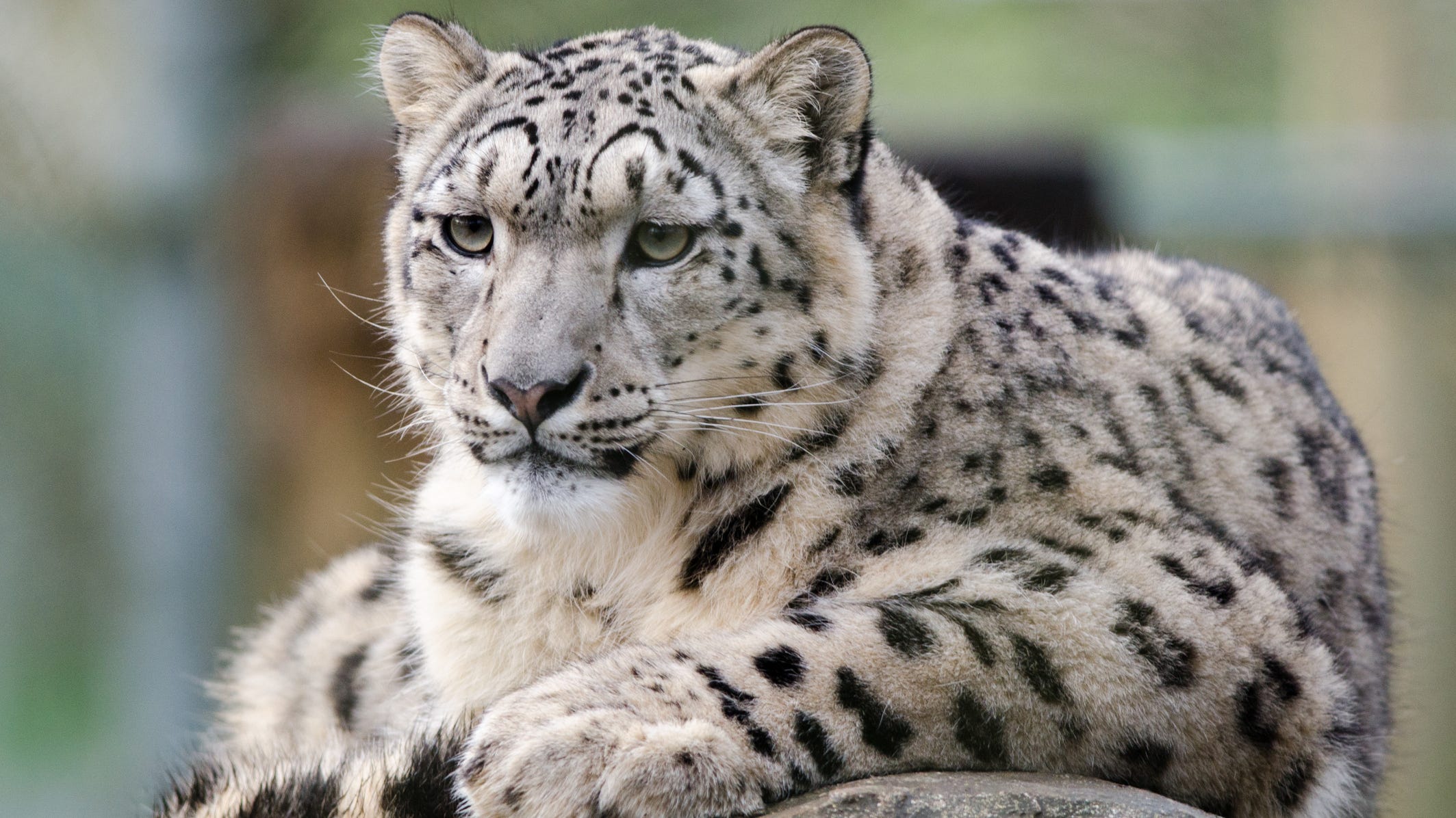 Zoo treating 3 snow leopards for COVID-19