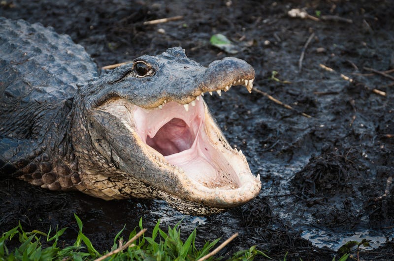 Gator