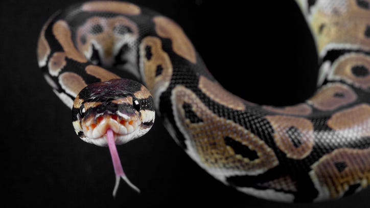 Wildlife expert lets 2-year-old son handle giant snake in viral video: ‘Learning the ropes’