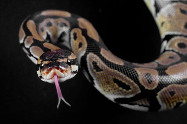 snake