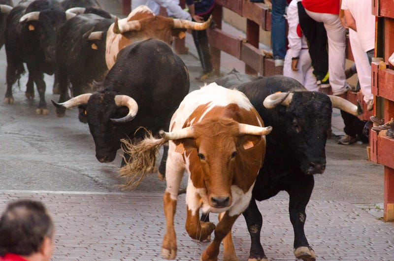 Bulls running at a festival in Spain.