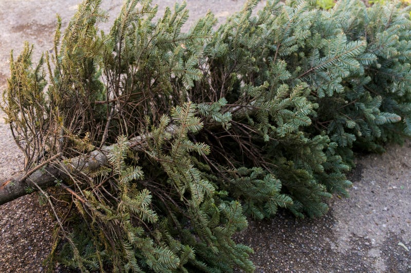 Dry Christmas Tree