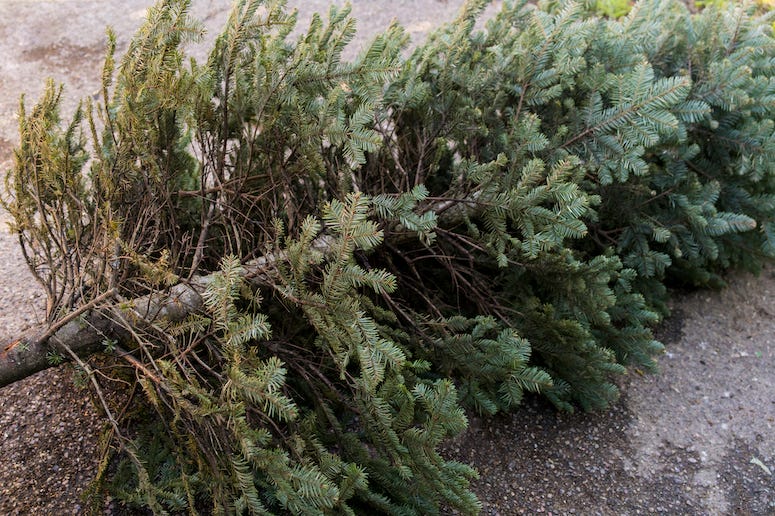 Dead Christmas Tree