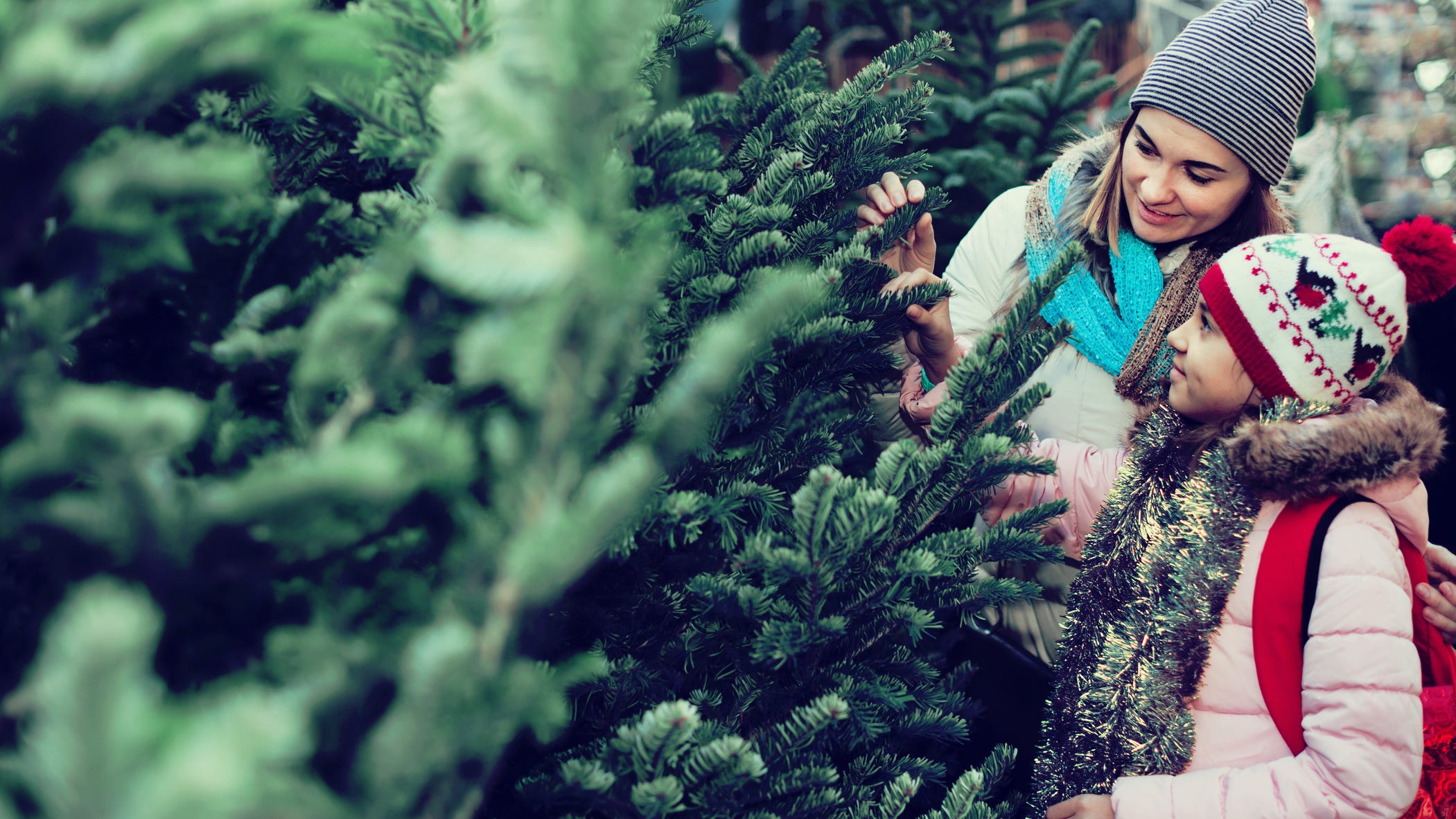 Save now! Christmas trees will be expensive this year