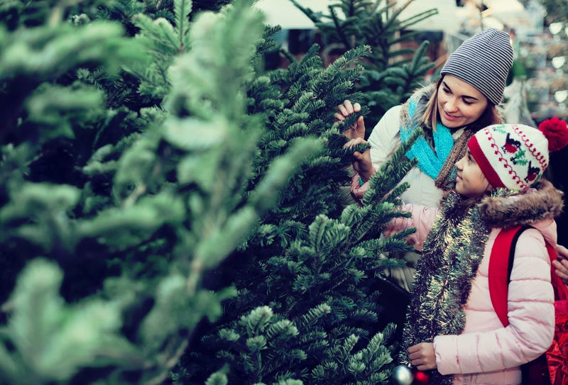Christmas tree lot