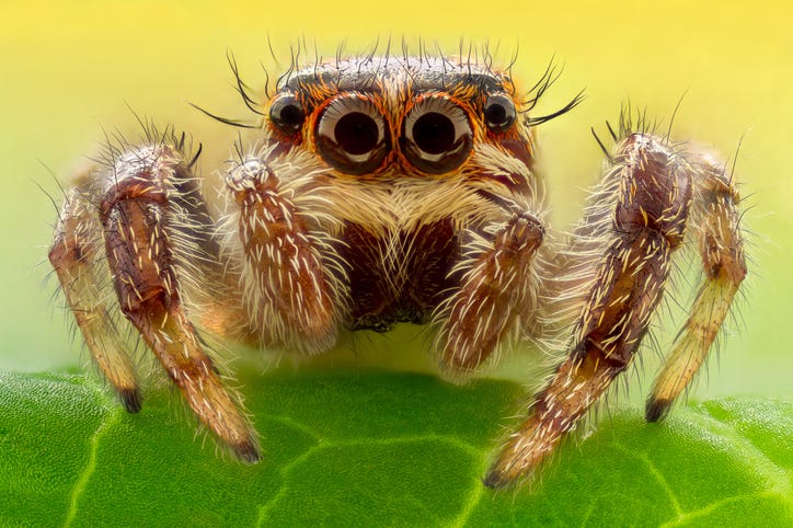 A jumping spider 