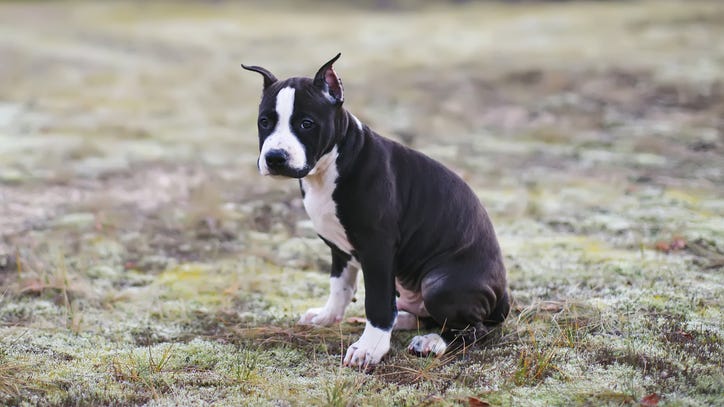 Stray pit bull stayed next to wandering toddler on St. Louis streets until help arrived