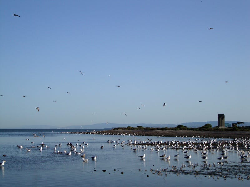 Western Gulls hang in shallow waters of Candlestick Point in San Francisco.