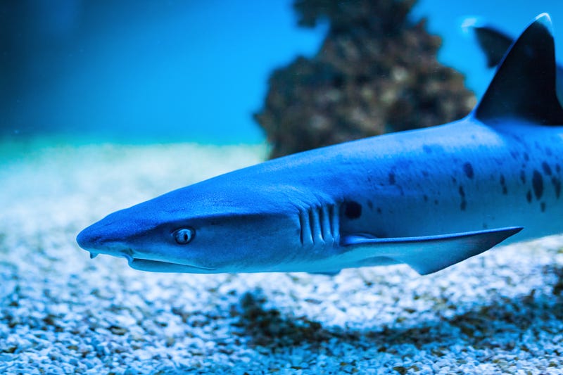 Shark