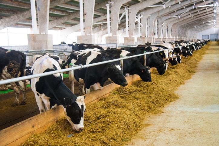 dairy cows