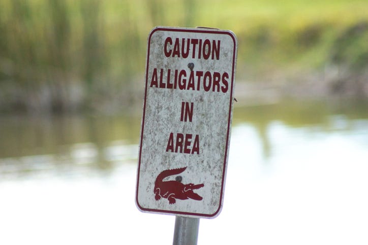 "Caution: Alligators in area" sign