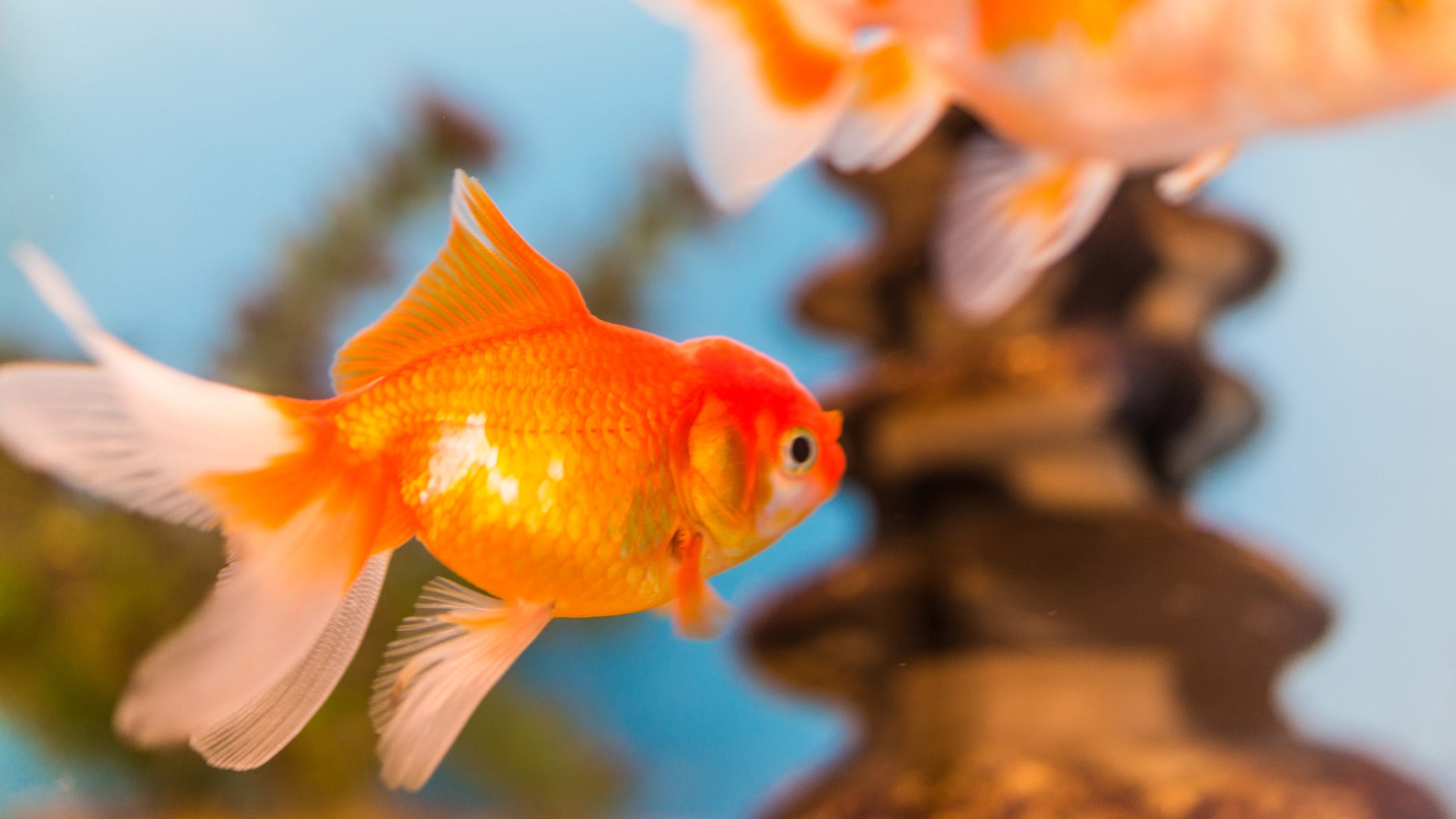 Why you should never release goldfish into the wild [SHOCKING PHOTOS]