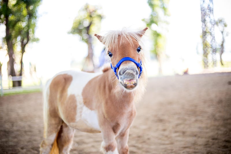 pony