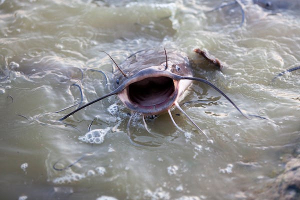 Catfish with its mouth open