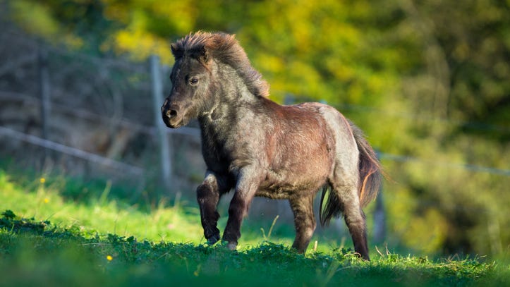 Woman Brings Mini Service Horse on Plane With First-Class Ticket