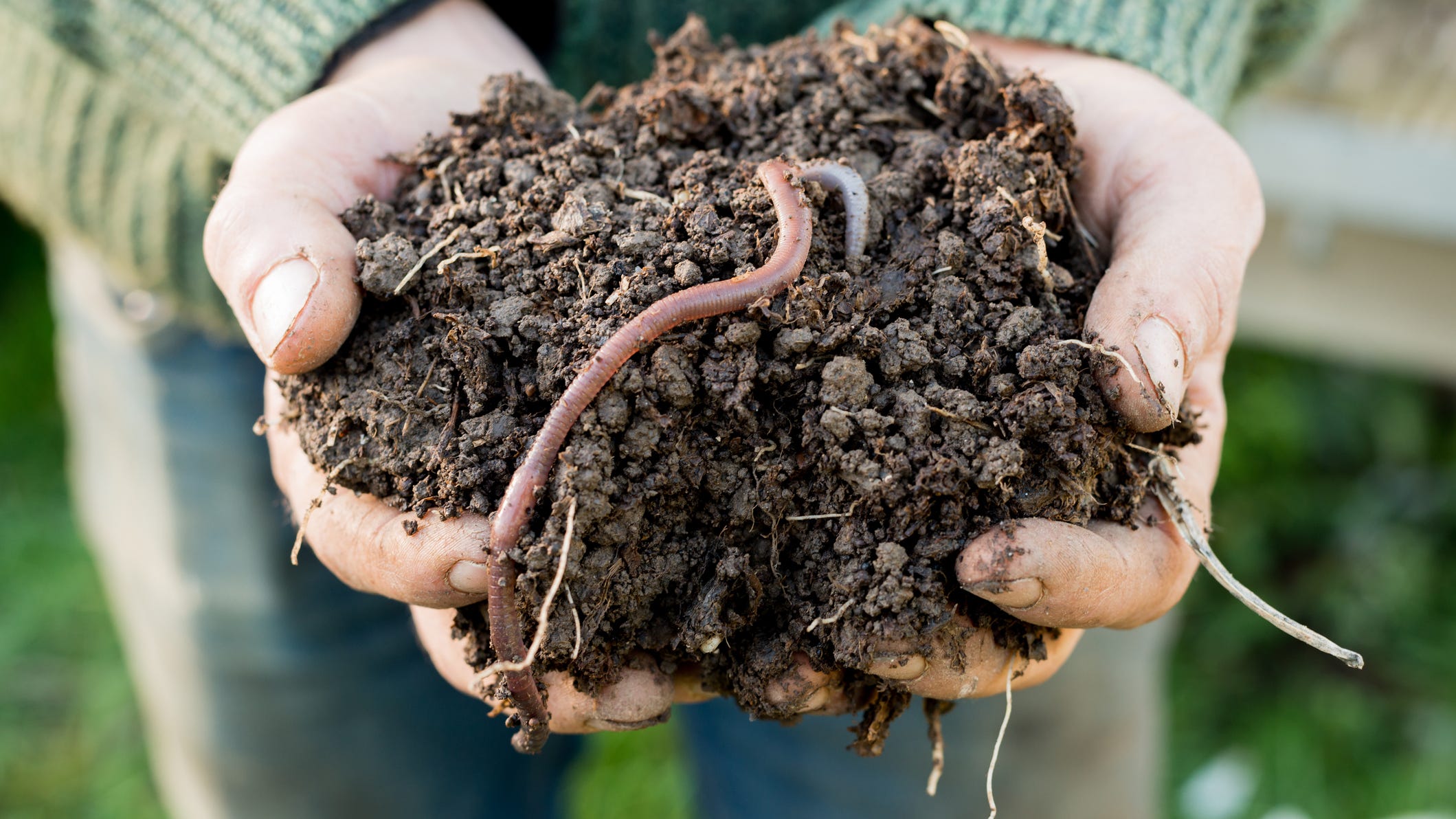 Watch out for 'jumping worms': How gardeners can stop invasive species