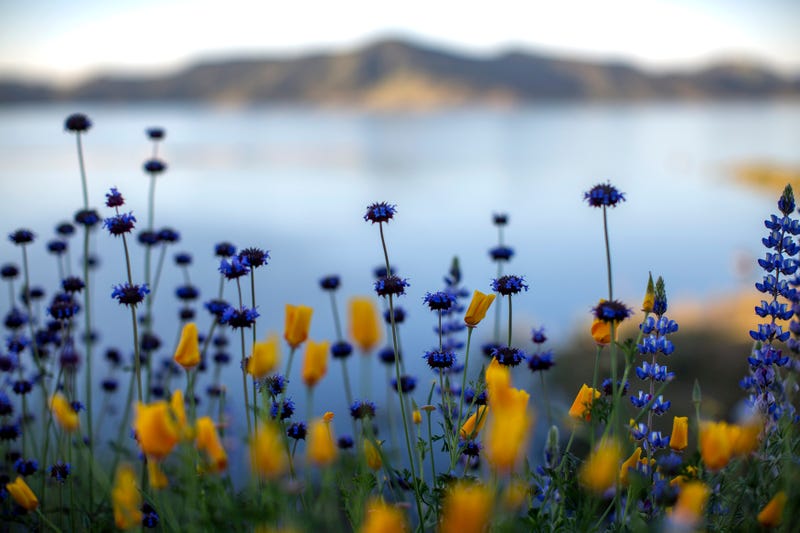 Chias and California poppies, which will remain closed until warmed by direct sunlight, bloom after prolonged record drought gave way to heavy winter rains, causing one of the biggest wildflower blooms in years on March 16, 2017 at Diamond Valley Lake, near Hemet, California