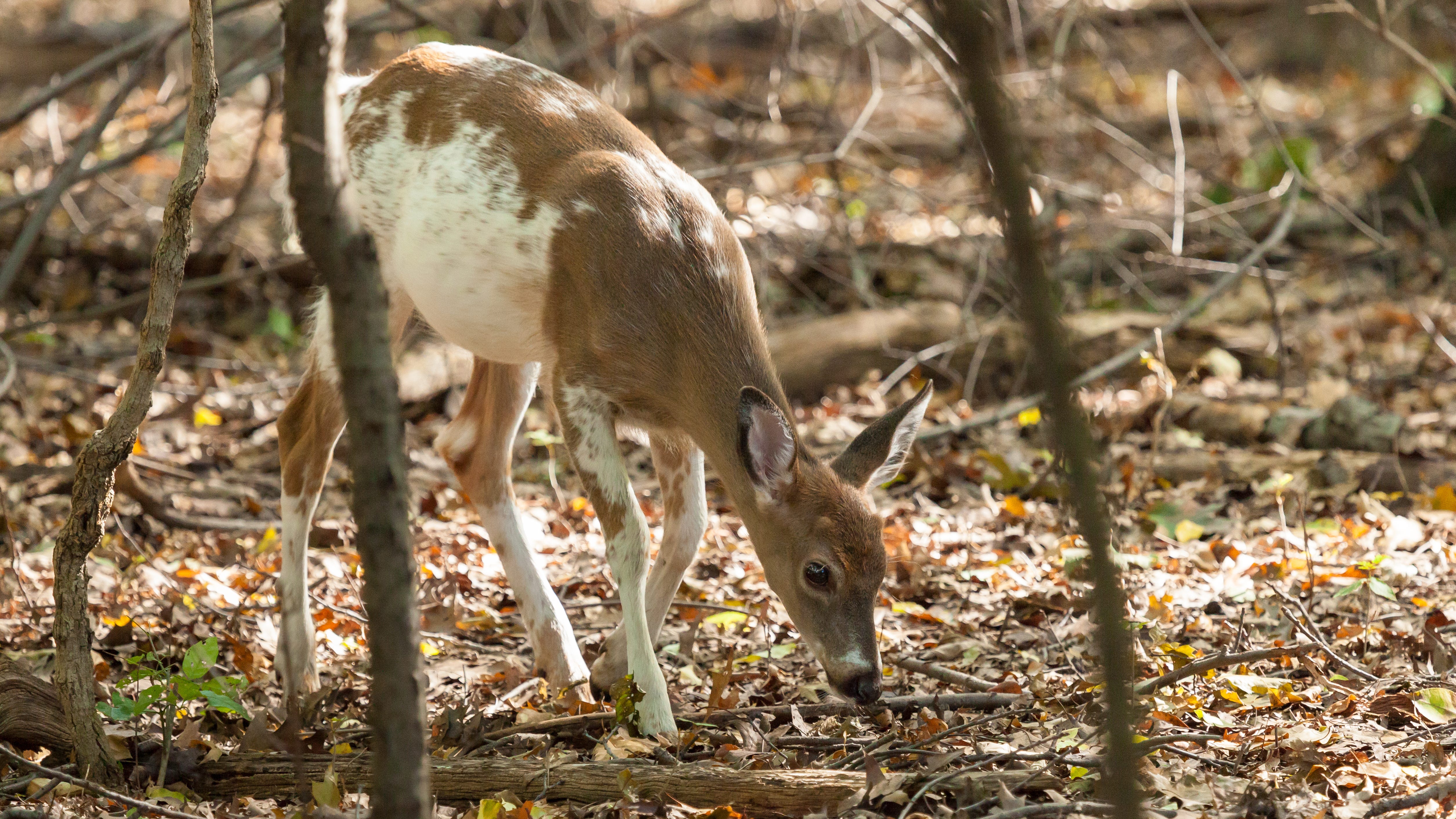 Rare piebald deer seen in Mid-Michigan
