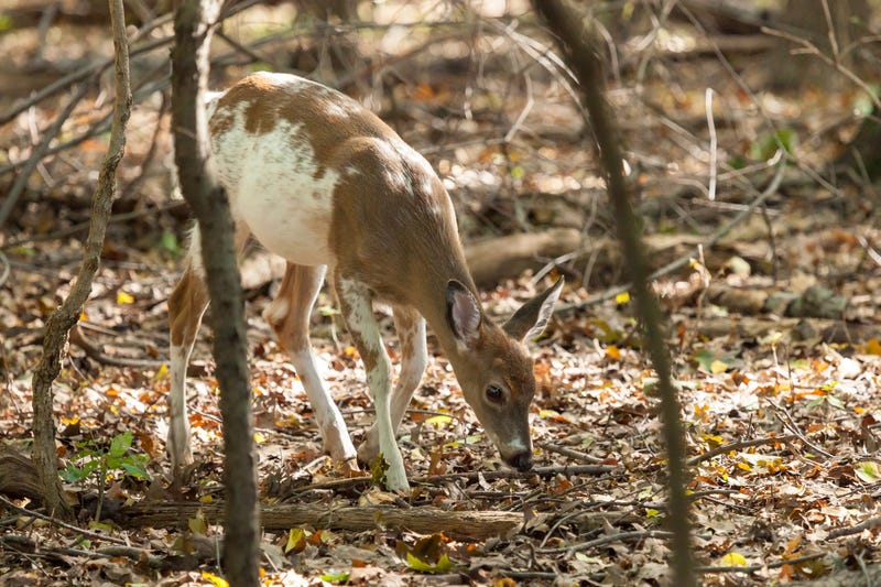A Mid-Michigan woman was in for a rare sight after she spotted an unusual looking deer roaming near medical offices in Alma.