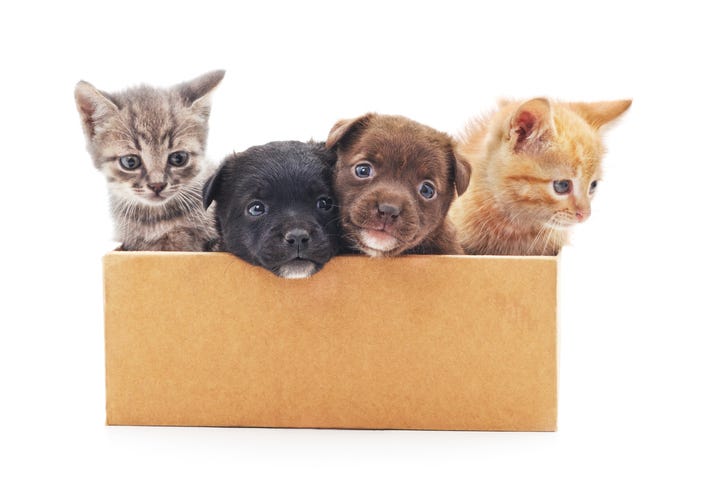 Amazon Pet Day