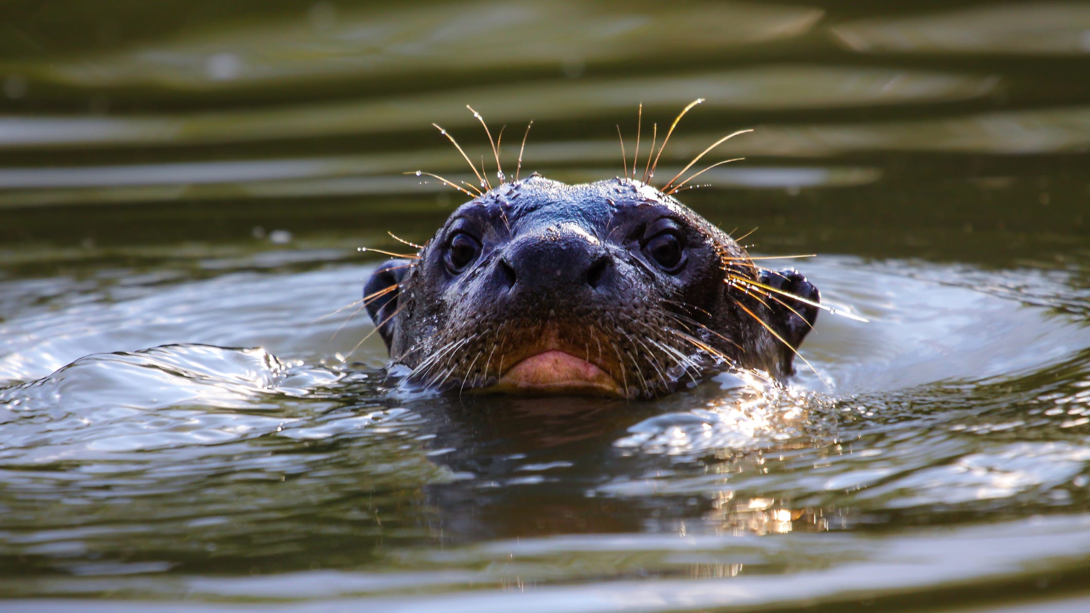 Dallas World Aquarium facing lawsuit after child attacked by giant otter