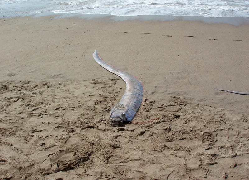 Oarfish