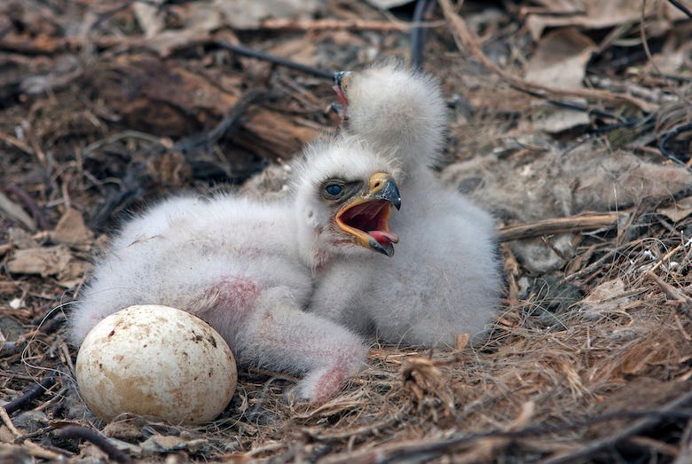 Eagle chicks in a nest