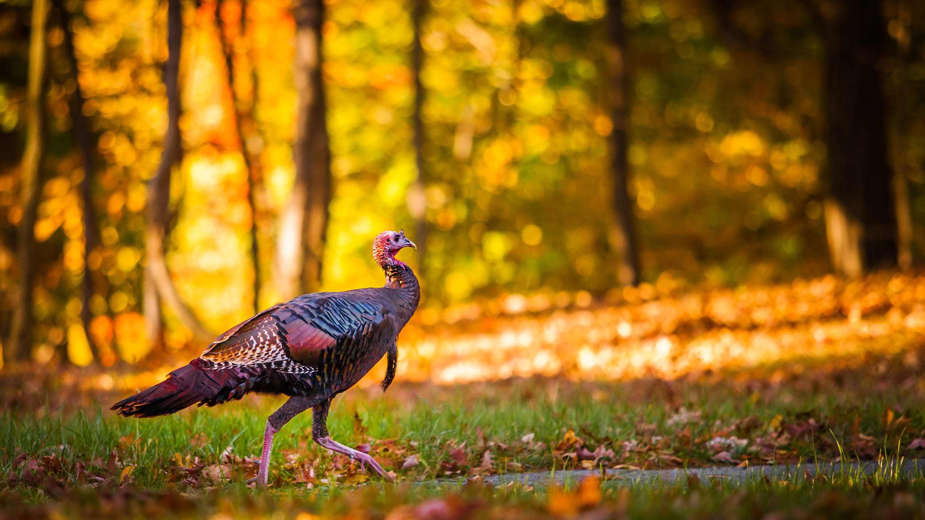 Sacramento area mail carriers under attack by wild turkeys, results in deadly clubbing
