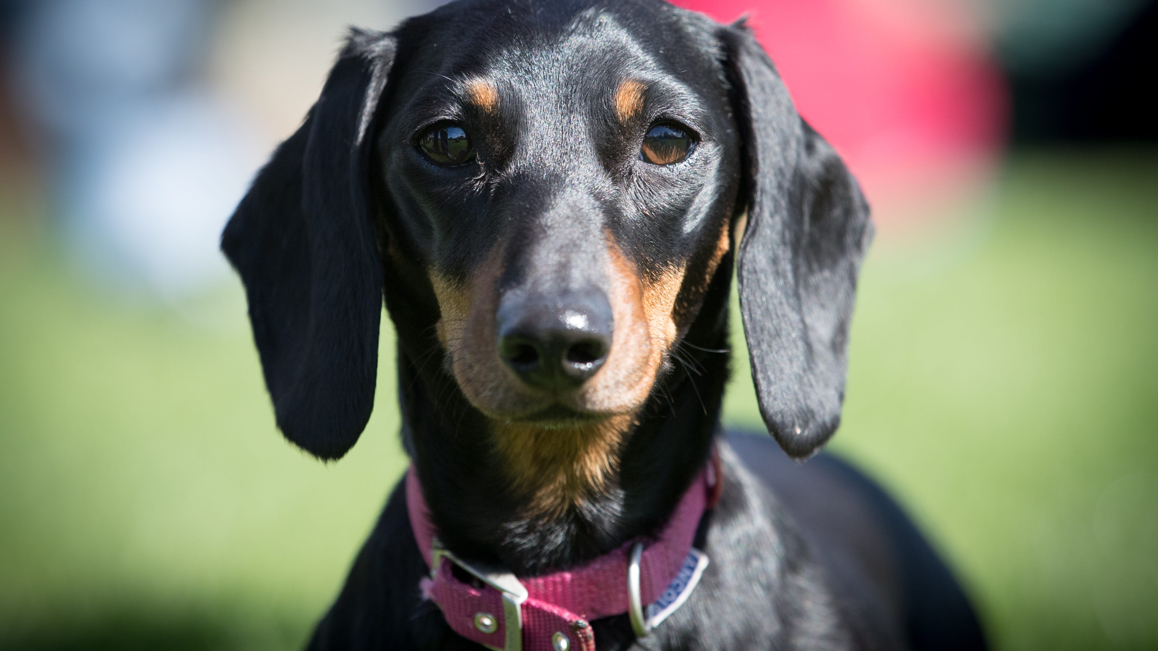 Man, 69, charged for animal cruelty after cops find 45 abused dachshunds in Queens home