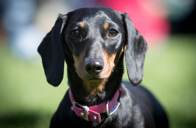 A dachshund, not one of the specific dachshund's found abused in Queens.
