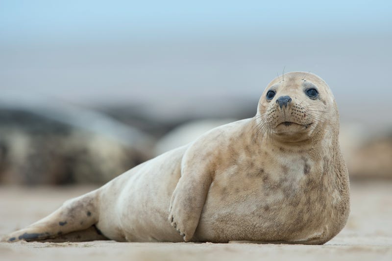 gray seal pup