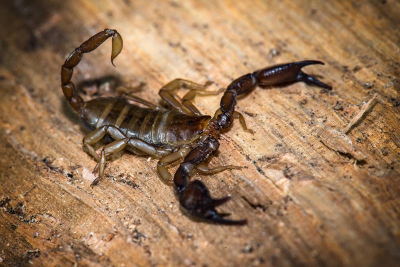 Scorpion